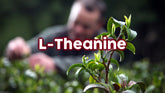 L-Theanine